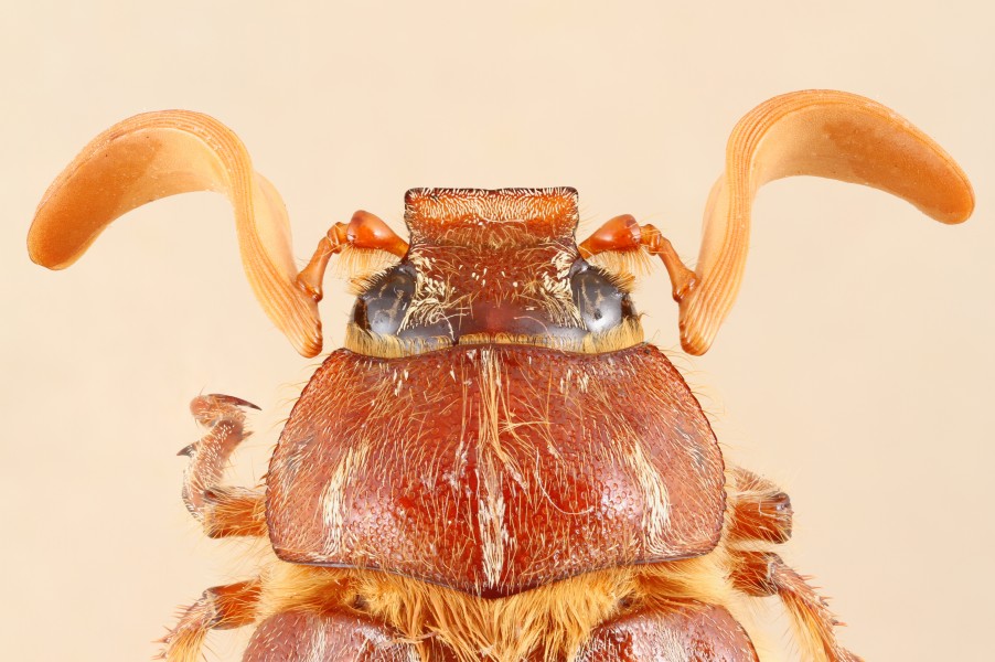 Polyphylla monahansensis