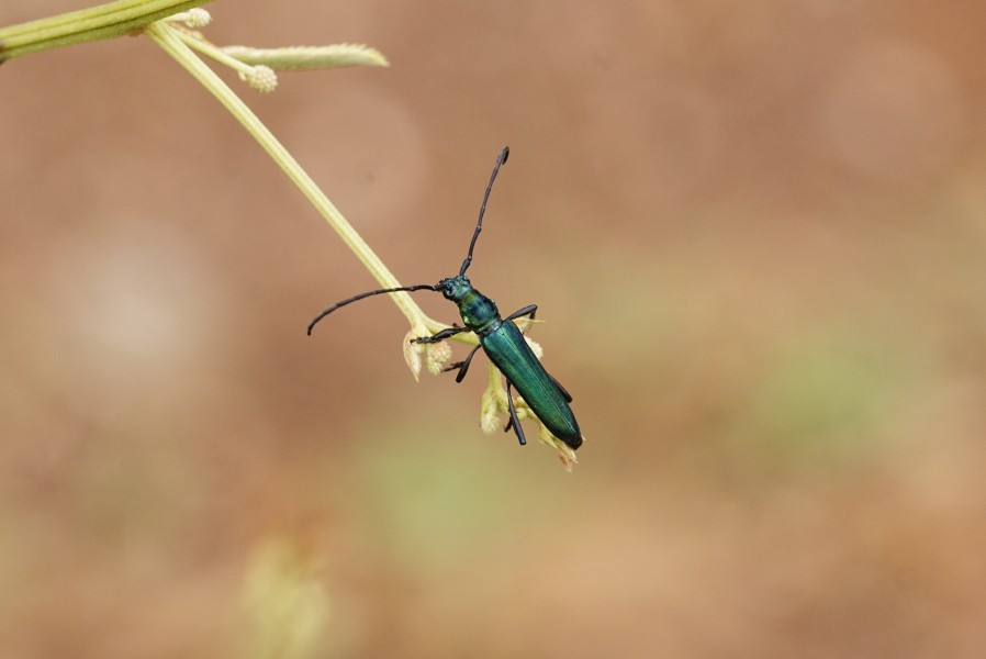 Polyzonus sp (Cerambycidae) 8546