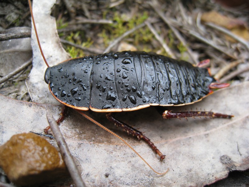 Polyzosteria limbata 1