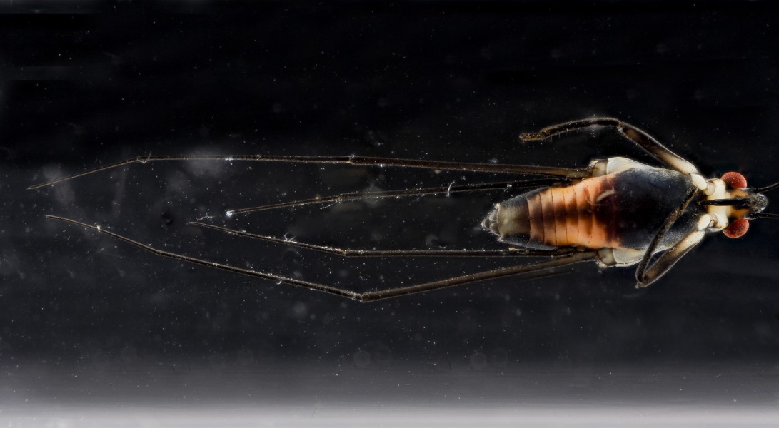 Pond 10.18.2012, water strider 2, ventral, Beltsville, MD 2012-10-18-14.58.10 ZS PMax (8101603467)