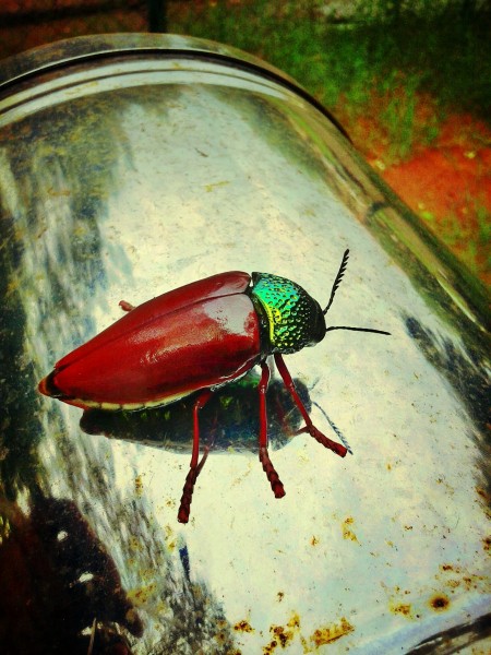 Ponnuvandu