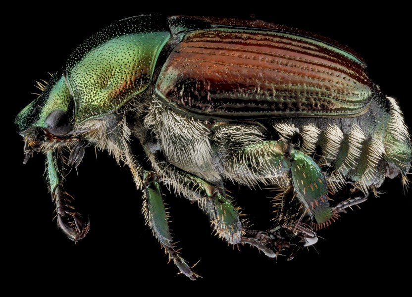 Popillia japonica, unknown, side 2012-07-24-15.16.39 ZS PMax (8430126113)