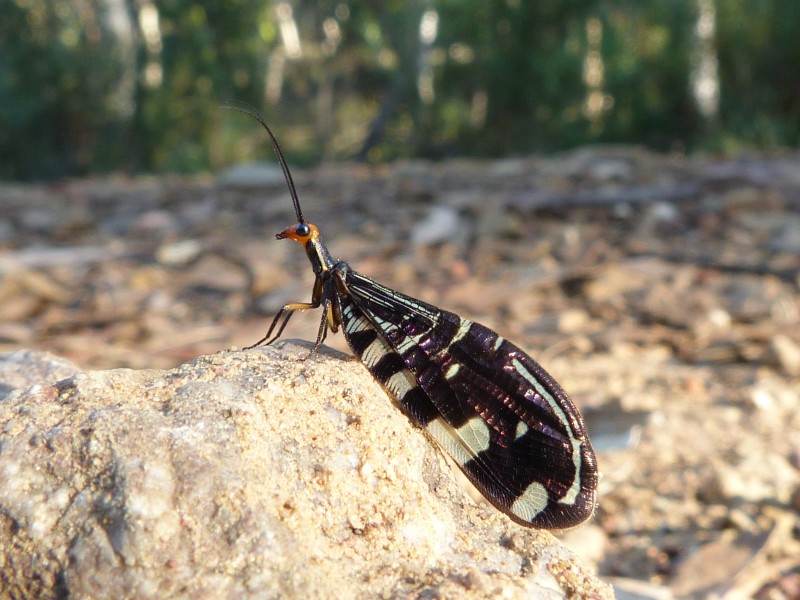 Porismus strigatus 2