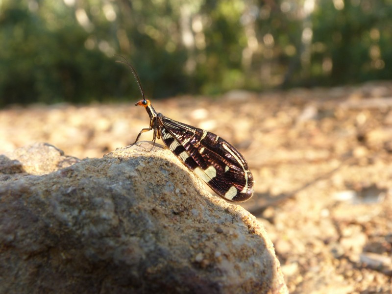 Porismus strigatus (5495355937)
