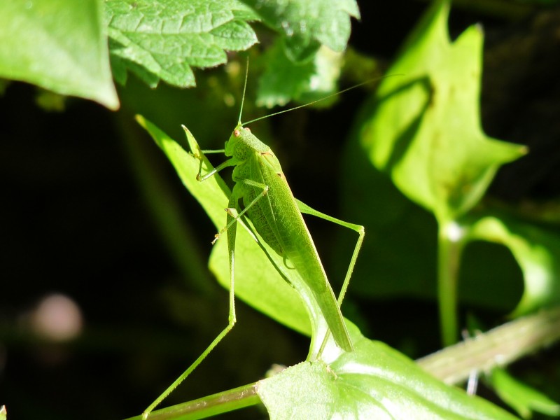 Pría - Meconema thalassinum