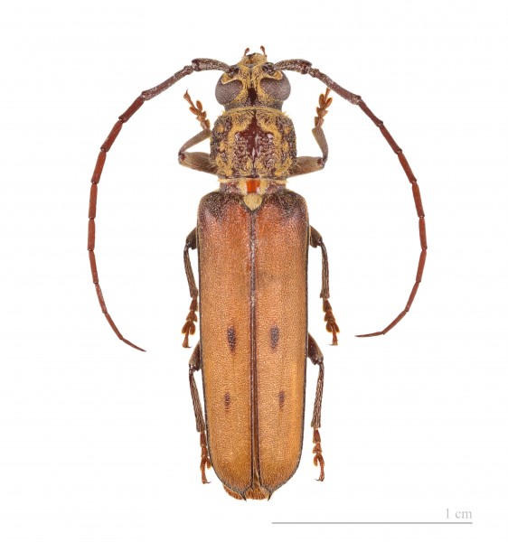 Praxithea travassosi MHNT male 4