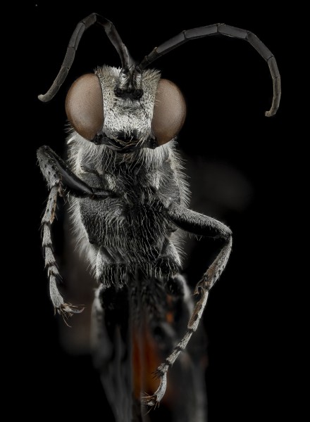 Prionyx thomae, M, face, Guantanamo Bay, Cuba 2012-11-13-11.14.17 ZS PMax (8343728069)