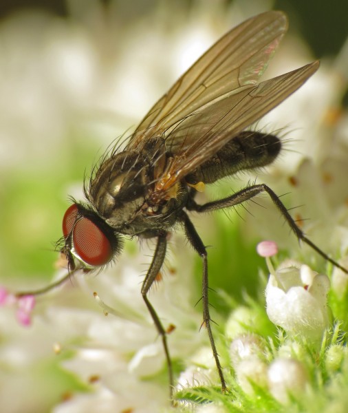 Probably Botanophila fugax (15126751750)