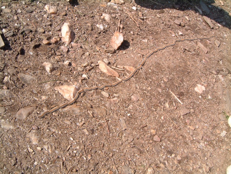 Processionary caterpillars
