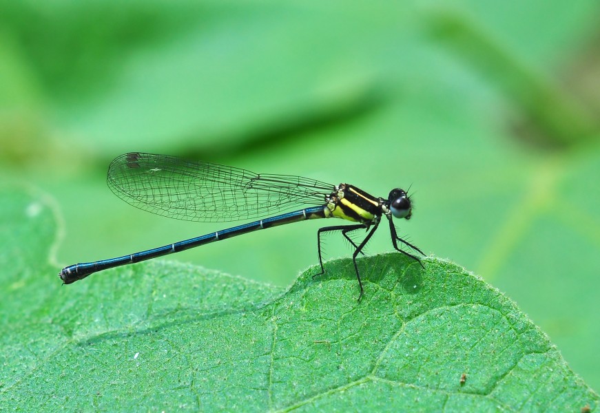 Prodasineura verticalis, Burdwan, West Bengal, India 13 09 2012 2