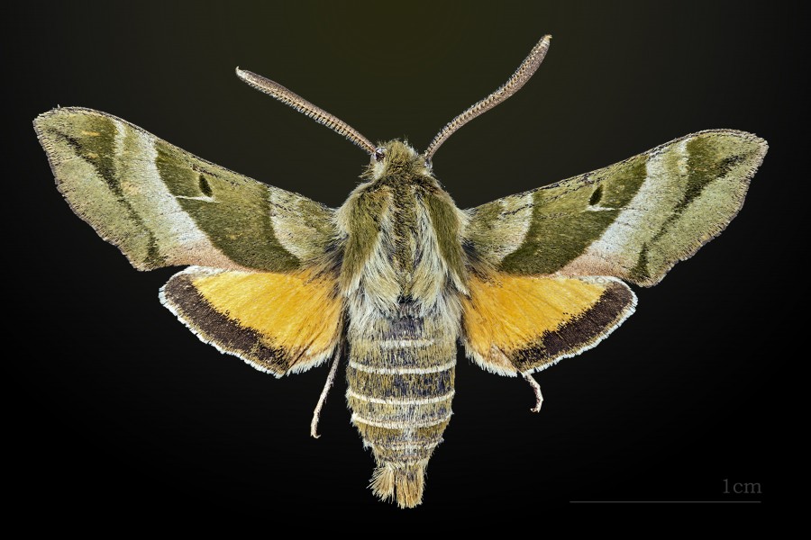 Proserpinus clarkiae MHNT CUT 2010 0 11 White Pass (Washington) male dorsal