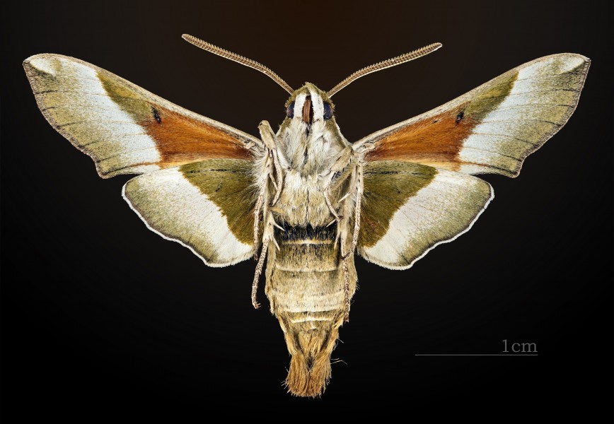 Proserpinus juanita MHNT CUT 2010 0 11 ventral