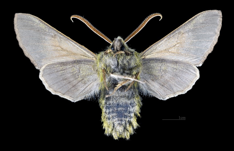 Proserpinus lucidus MHNT CUT 2010 0 235 Dayton (Washington) USA male ventral