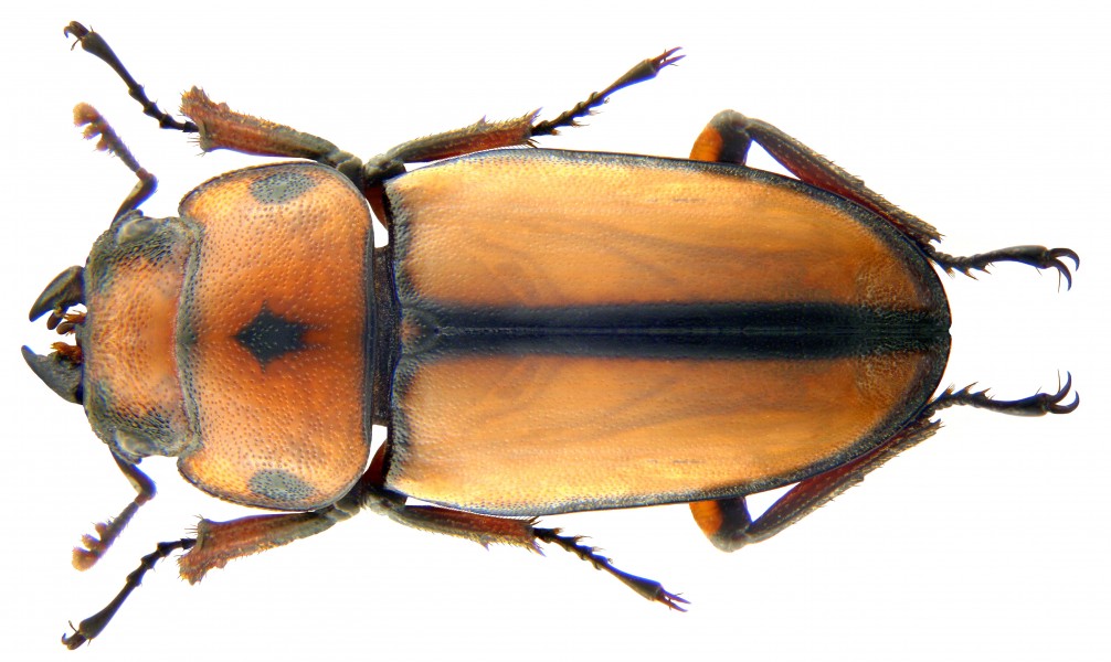 Prosopocoilus bruijni rufulus Didier, 1929 (Syn. Lucanus bruijini Didier, 1929) female (4035154052)