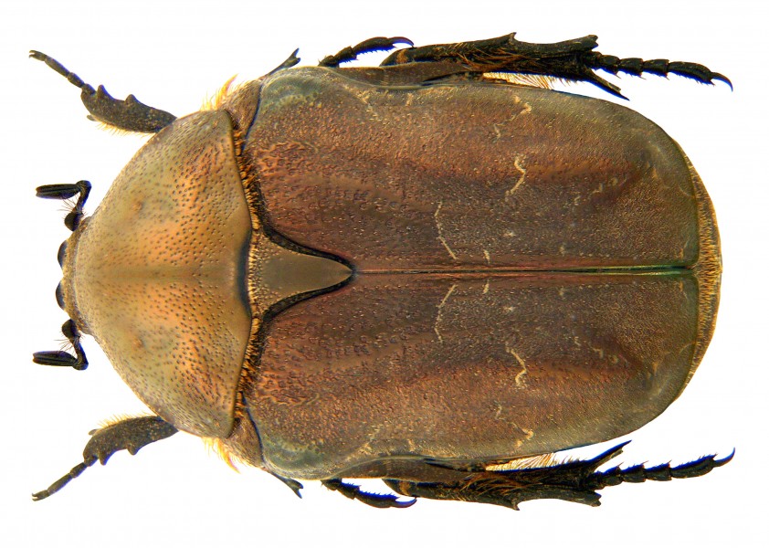 Protaetia (Potosia) excavata (Faldermann, 1835) Syn. Protaetia (Potosia) araratica (Reitter, 1891) (3812207642)