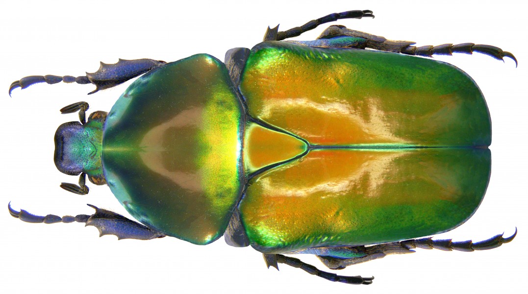 Protaetia (Potosia) speciosa speciosa (Adams, 1817) male (3874482987) (2)