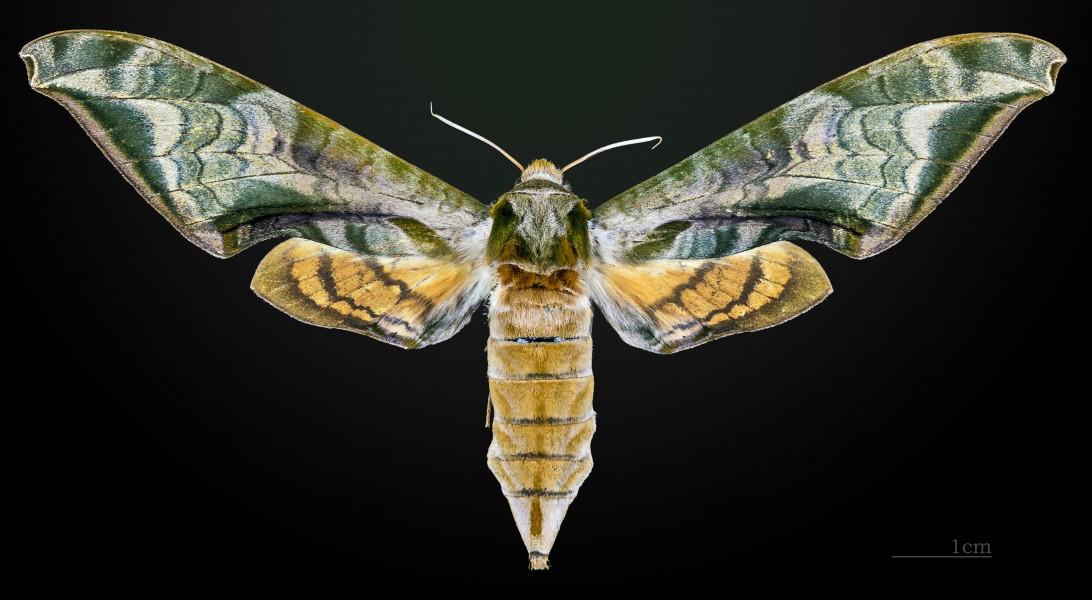 Protambulyx astygonus MHNT CUT 2010 0 34 Guapimirim Rio Brasil female dorsal