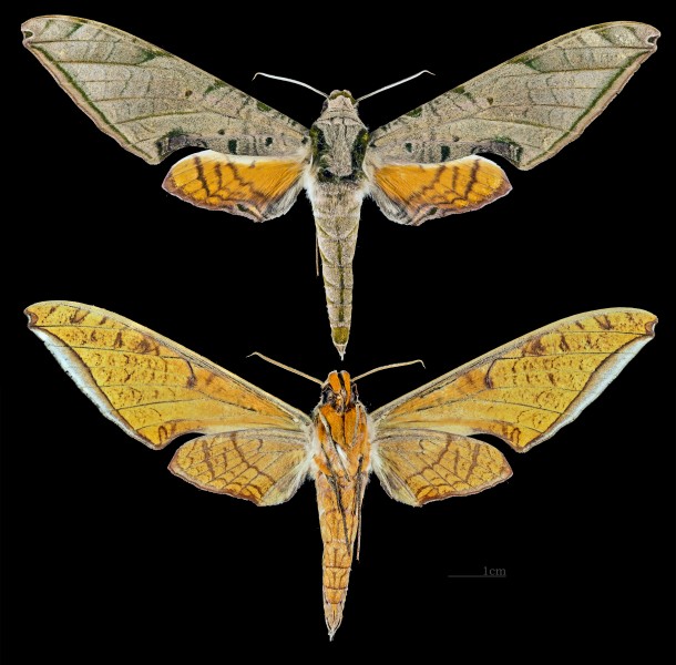Protambulyx strigilis MHNT CUT 2010 0 39 Brasil male