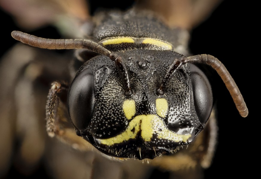 Psaenythia species, m, argentina, face 2014-08-07-16.37.54 ZS PMax (15007018976)