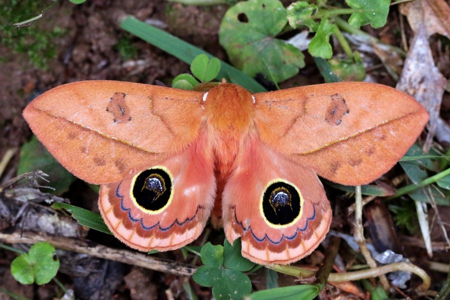 Pseudautomeris moth (Pseudautomeris luteata)