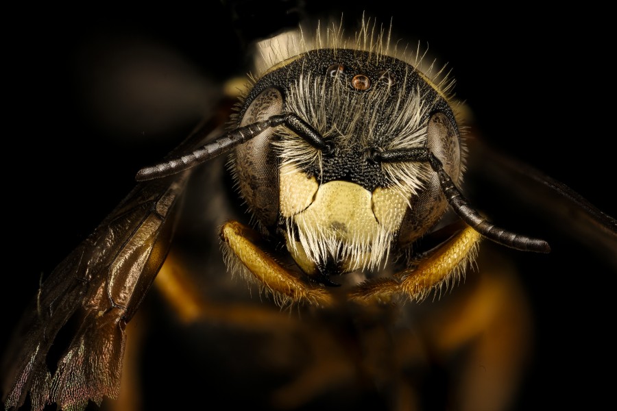 Pseudoanthidium nanum, m, Washington Co, face 2018-03-06-22.17 (42114625572)