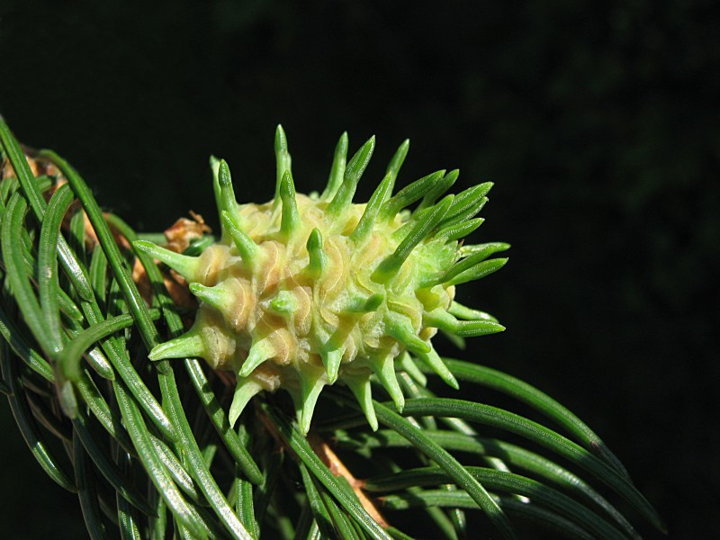Pseudocone (Pineapple) gall, Picea abies