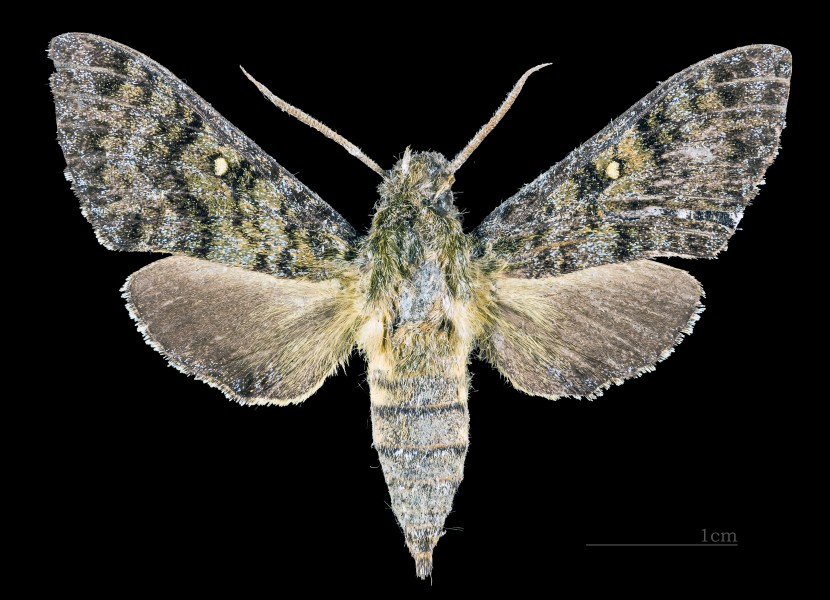 Pseudodolbina fo MHNT CUT 2010 0 94 Nainital (Kumaon) India male dorsal