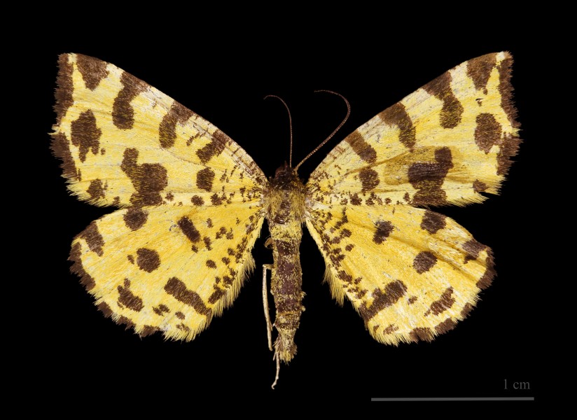 Pseudopanthera macularia MHNT dos