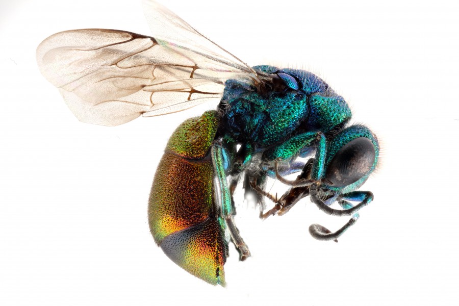 Pseudospinolia-neglecta,-side (7164054781)