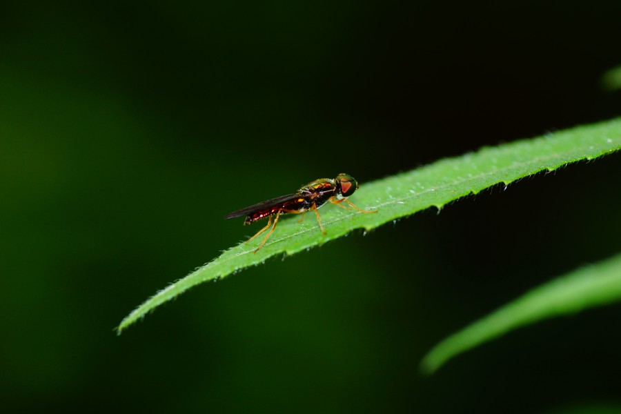 Ptecticus elongatus 01478
