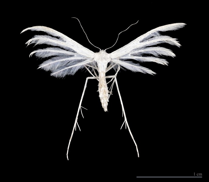 Pterophorus pentadactyla MHNT
