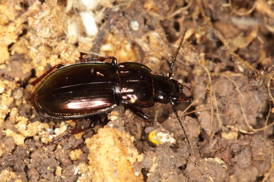 Pterostichus burmeisteri (Carabidae) (7330393344)
