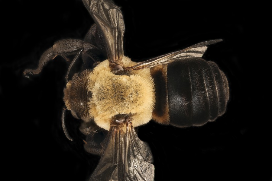Ptilothrix bombiformis, m, back, Pr. George's Co. Maryland 2016-06-16-18.57 (27275722793)