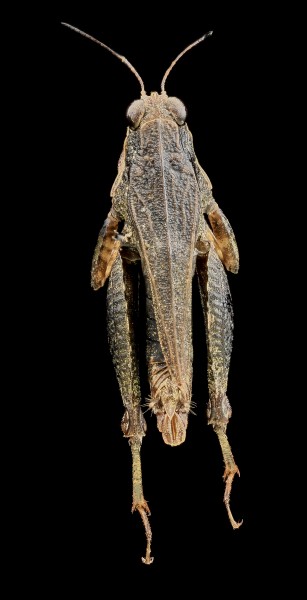 Pygmy Grasshopper, U, Back, Upper Marlboro 2013-08-02-15.17.58 ZS PMax (9431396050)