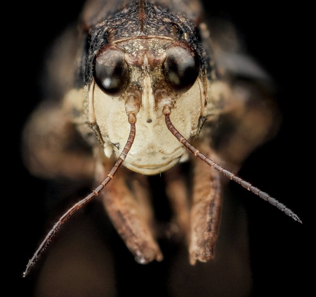 Pygmy Grasshopper, U, Face, Upper Marlboro 2013-08-02-15.25.52 ZS PMax (9428626767)