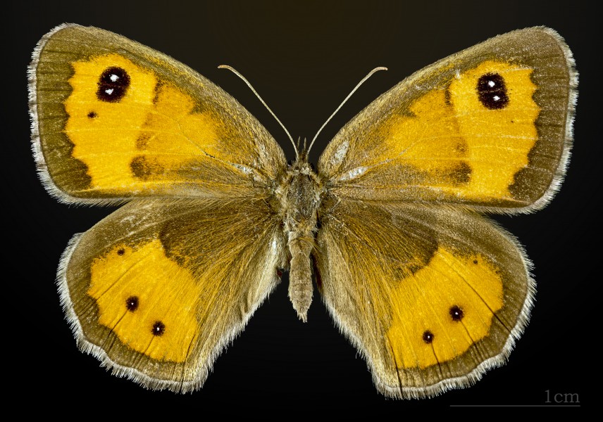 Pyronia bathseba MHNT CUT 2013 3 32 Muret female dorsal