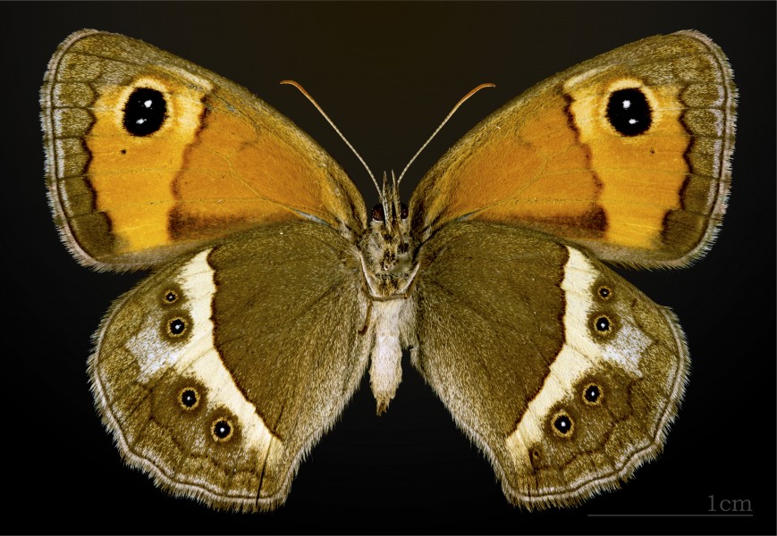 Pyronia bathseba MHNT CUT 2013 3 32 Muret female ventral