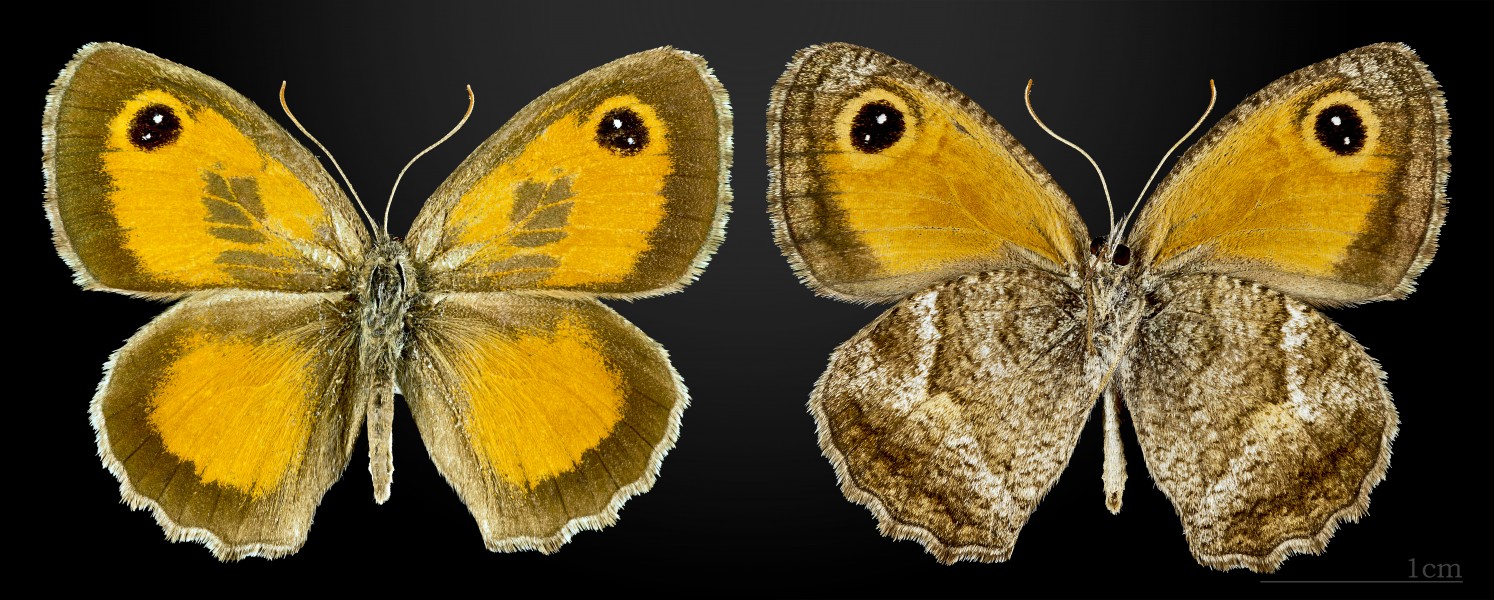 Pyronia cecilia MHNT CUT 2013 3 32 Solliès-Pont male