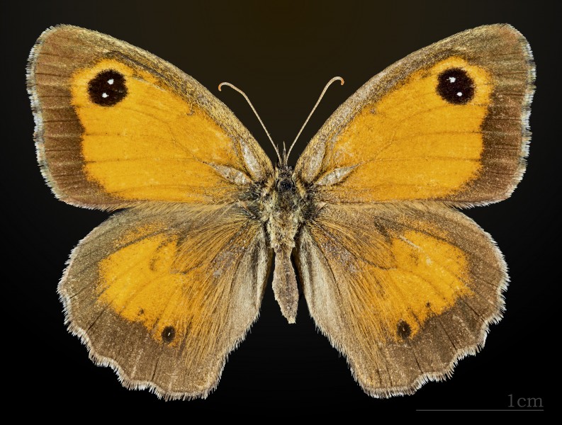 Pyronia tithonus MHNT CUT 2013 3 32 Balma female dorsal