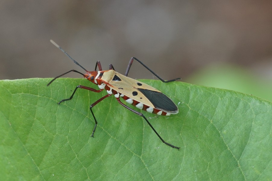 Pyrrhocoridae 05250