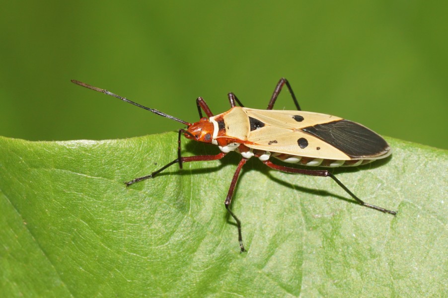 Pyrrhocoridae 5266