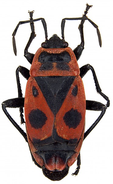 Pyrrhocoris apterus ZSM