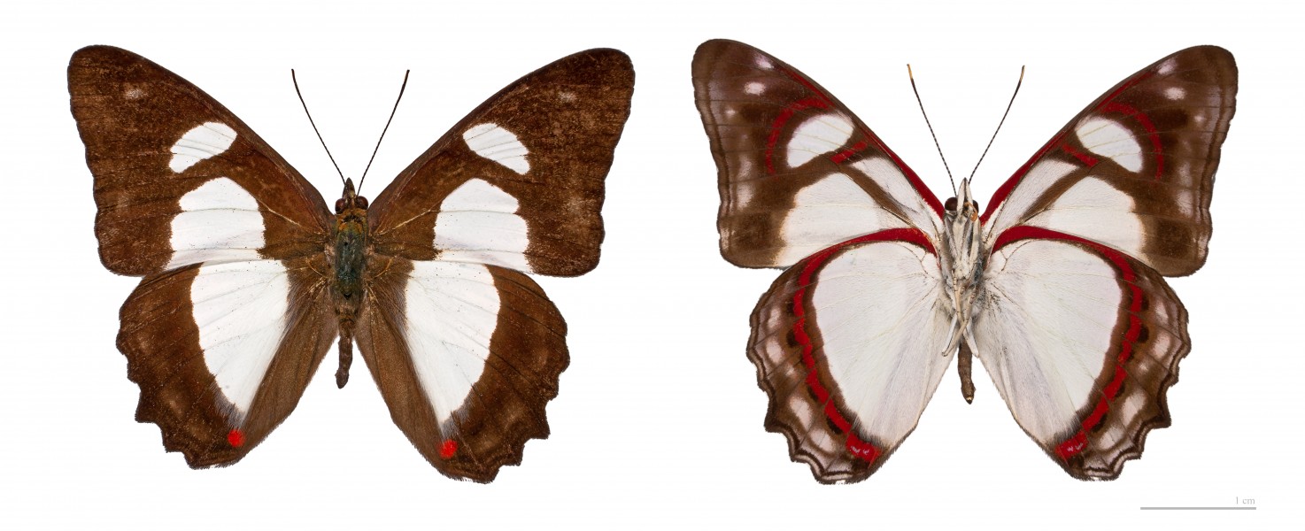 Pyrrhogyra amphiro agilis MHNT