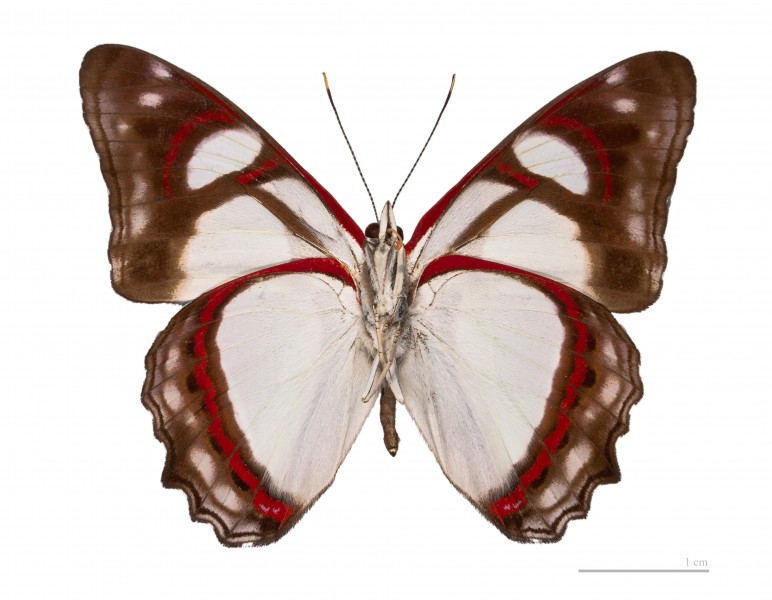Pyrrhogyra amphiro agilis MHNT ventre