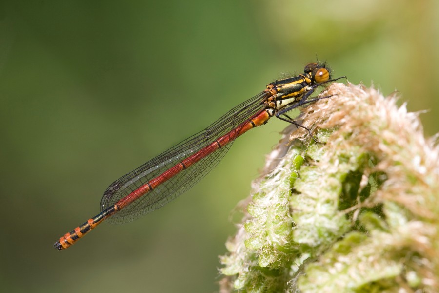 Pyrrhosoma nymphula 14(loz)