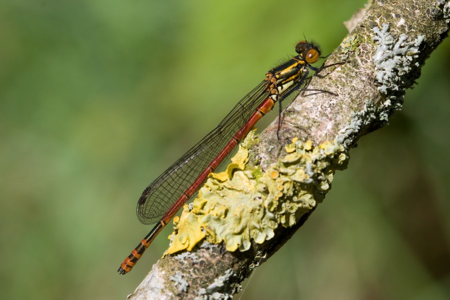 Pyrrhosoma nymphula 15(loz)