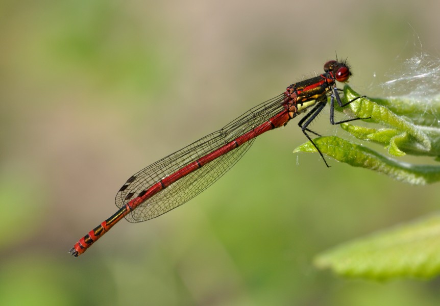 Pyrrhosoma nymphula qtl5