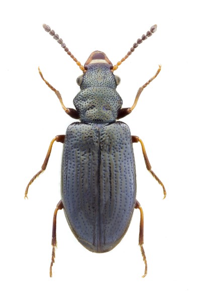 Rabocerus foveolatus