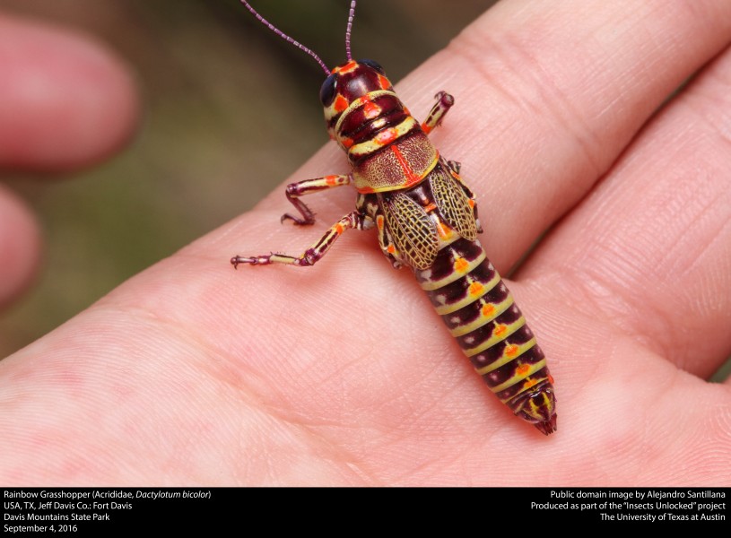 Rainbow Grasshopper (Acrididae, Dactylotum bicolor) (29451919214)