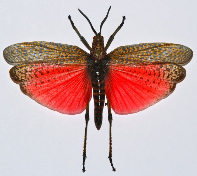Rainbow Milkweed Locust (Phymateus saxosus) (8436612348)